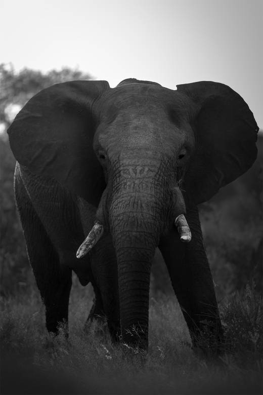 'Tusked Titan II - B&W' by Pascal Maranus