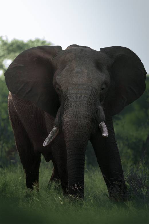 'Tusked Titan II' by Pascal Maranus