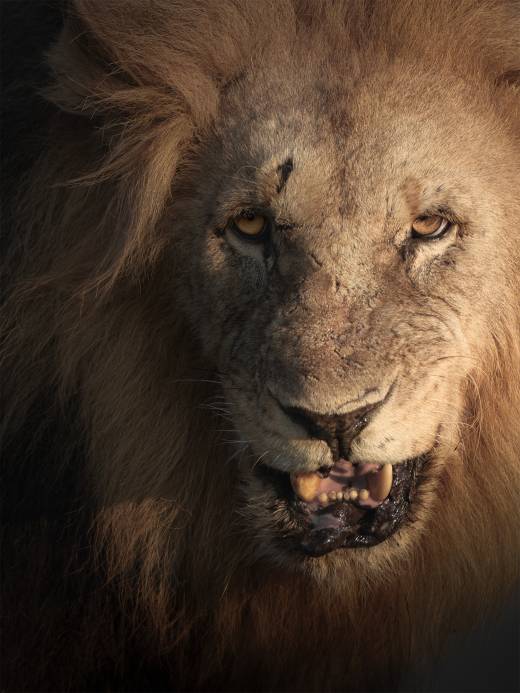 'Rude Awakening' by Pascal Maranus