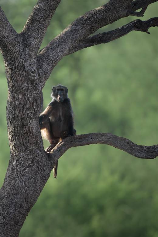 'Cape Baboon' by Pascal Maranus