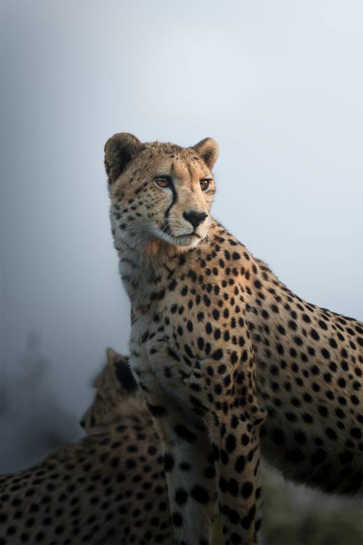 'The Cheetah Statue' by Pascal Maranus