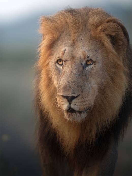 'Golden Lion' by Pascal Maranus