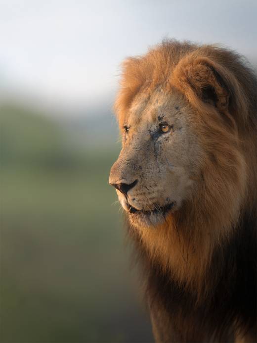 'Lion in Africa' by Pascal Maranus