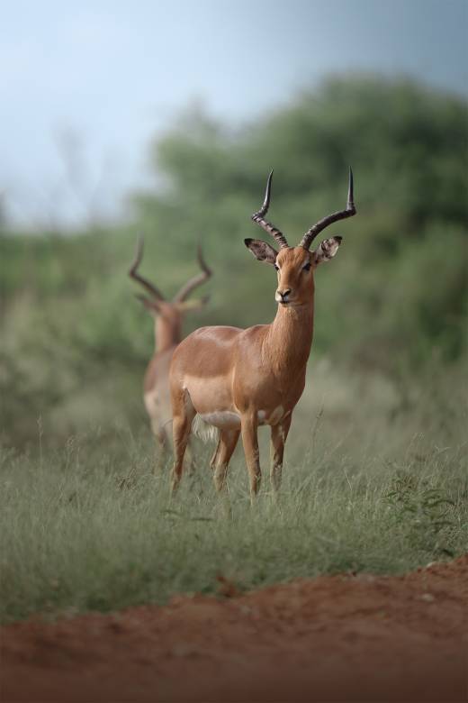 'Vlad the Impala' by Pascal Maranus