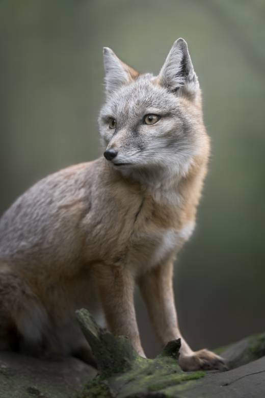 'Corsac Fox' by Pascal Maranus