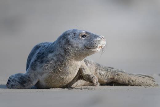 'Grey Seal' by Pascal Maranus
