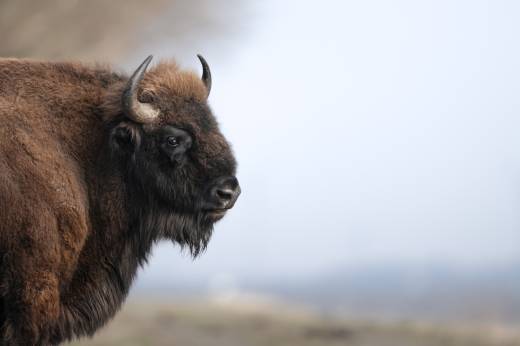 'The Bison Watch' by Pascal Maranus