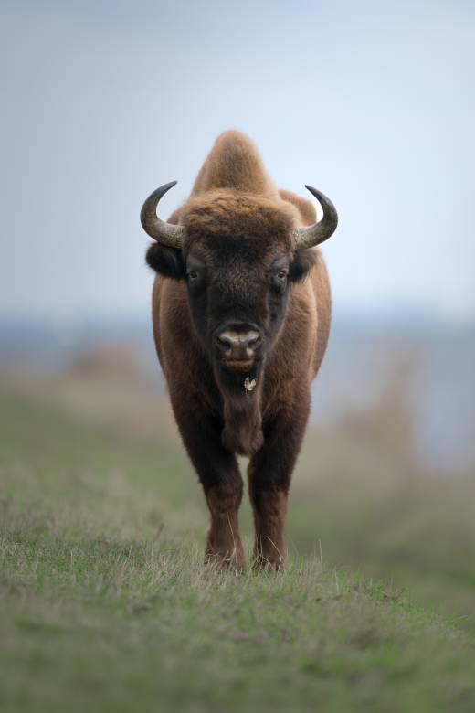'Bison' by Pascal Maranus