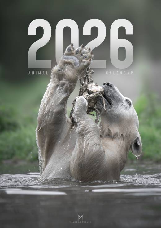 '2026 A3 + Birthday Calendar bundle' by Pascal Maranus
