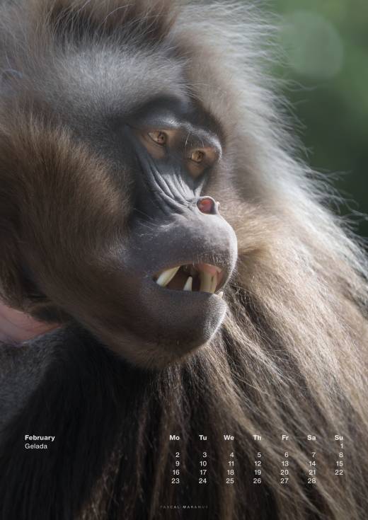 '2026 A3 + Birthday Calendar bundle' by Pascal Maranus