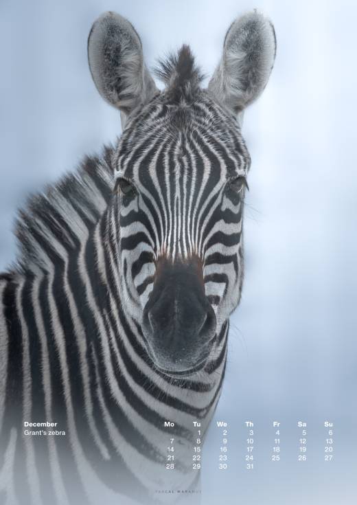 '2026 A3 + Birthday Calendar bundle' by Pascal Maranus