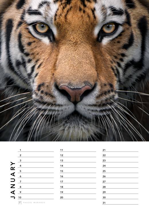 '2026 A3 + Birthday Calendar bundle' by Pascal Maranus