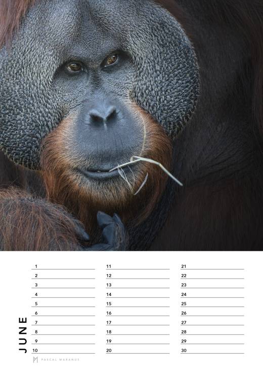 'Birthday Calendar 2026 (A4)' by Pascal Maranus