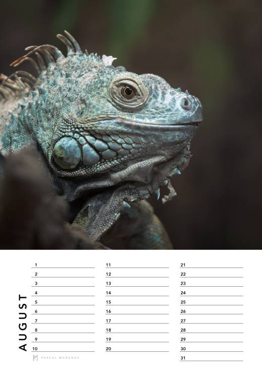 'Birthday Calendar 2026 (A4)' by Pascal Maranus