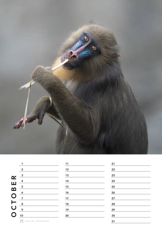 'Birthday Calendar 2026 (A4)' by Pascal Maranus