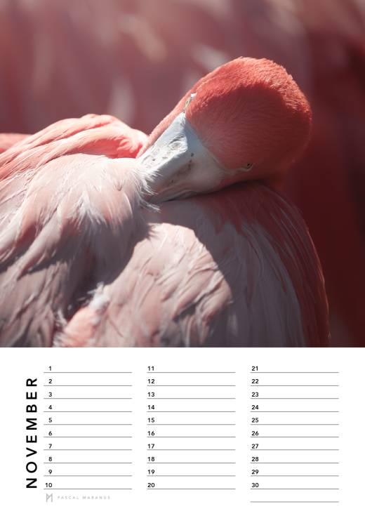 'Birthday Calendar 2026 (A4)' by Pascal Maranus